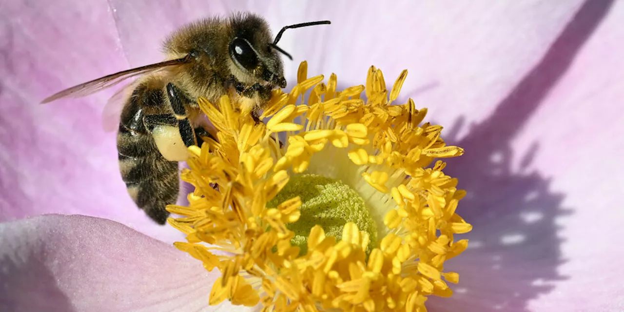 Wie finden Bienen ihr Essen, obwohl sie keine Nase haben?