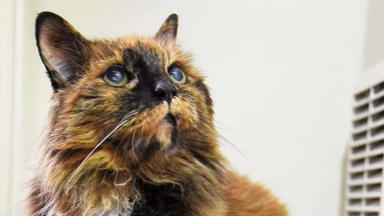 ‘Oldest cat in the world’ dies aged 33 as owner pays tribute to ‘quite a character’