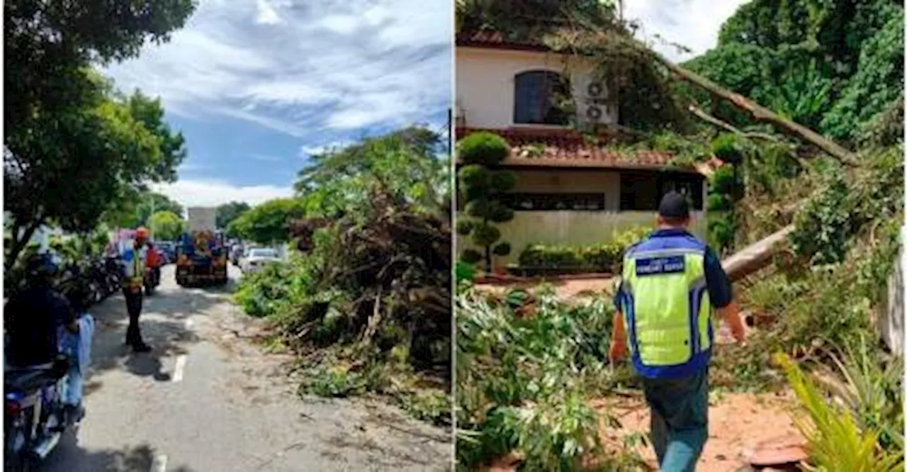 Fallen Trees And Branches Cause Disruption On Penang Island