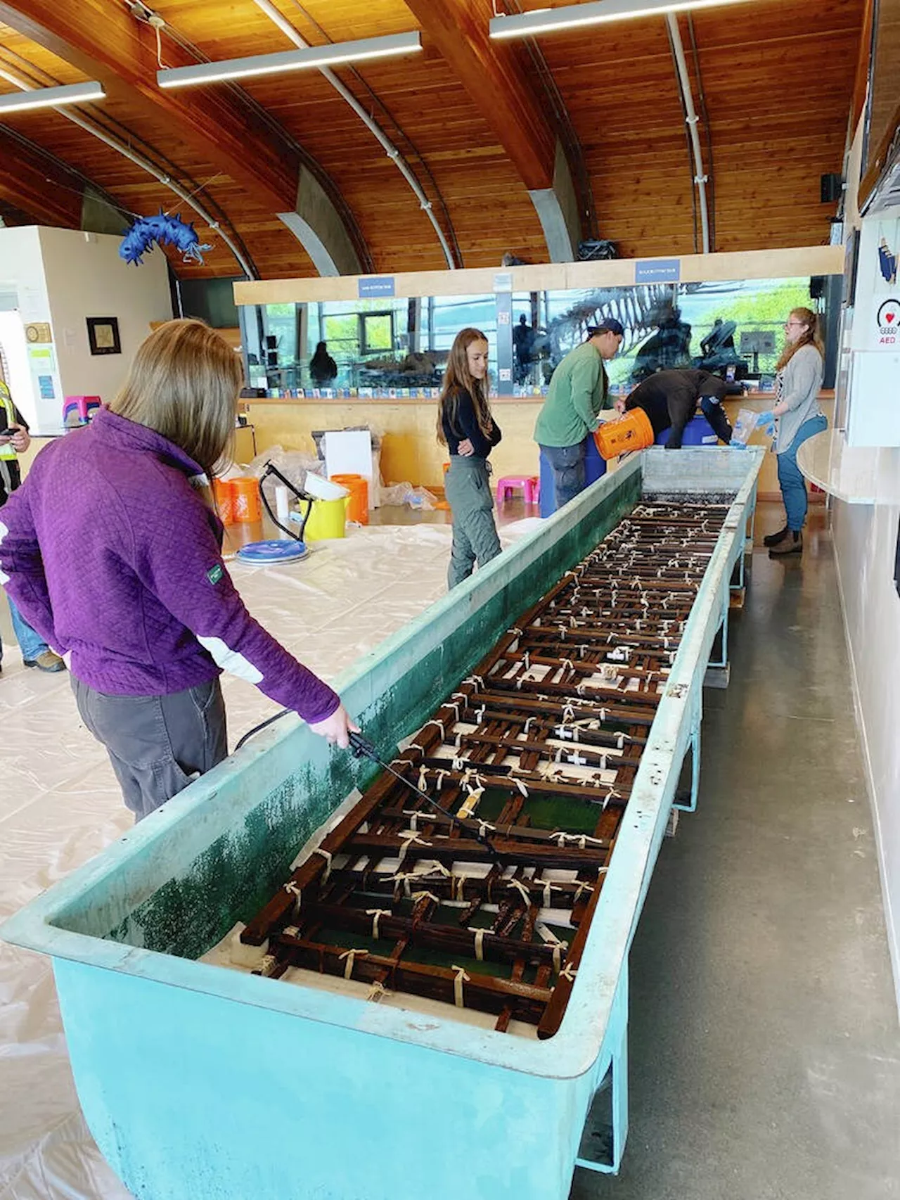 Centuries-old Pentlatch fish trap panel connects K’ómoks, Qualicum people to their ancestors