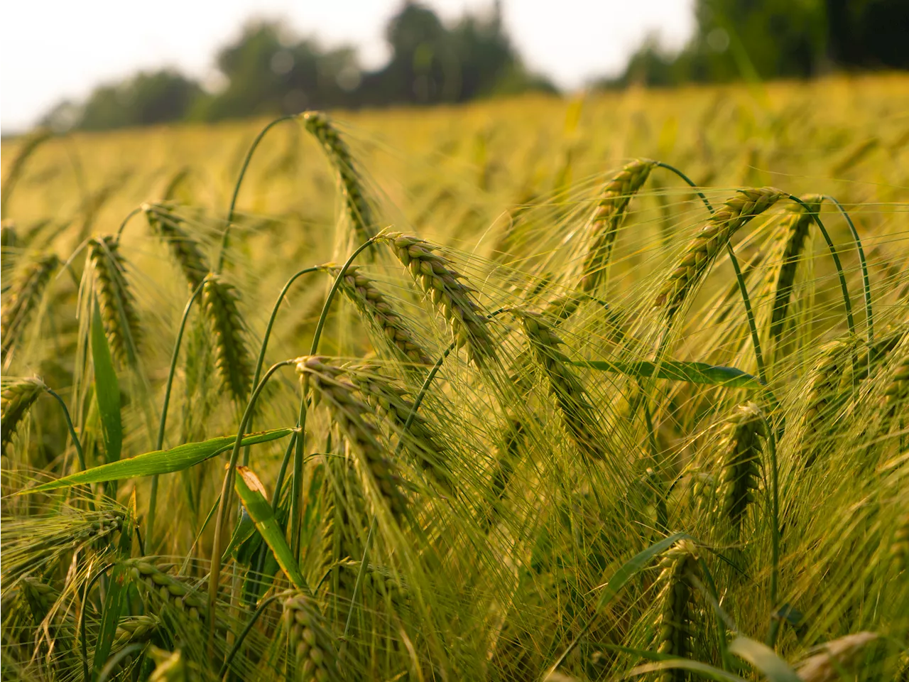 EPA Claims No Obligation to Regulate PFAS in Farmland Sewage Sludge