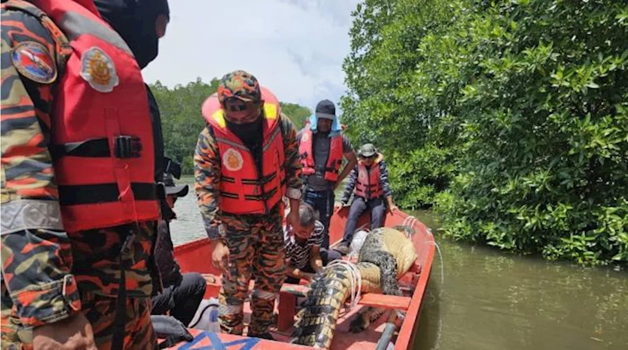 Empat ekor sang bedal ditangkap di Kota Marudu