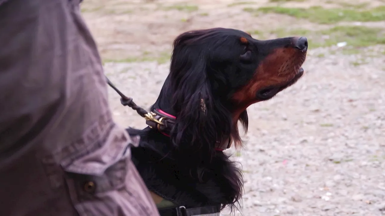 Mordermittlungen: Die Wunderhunde aus Ratingen