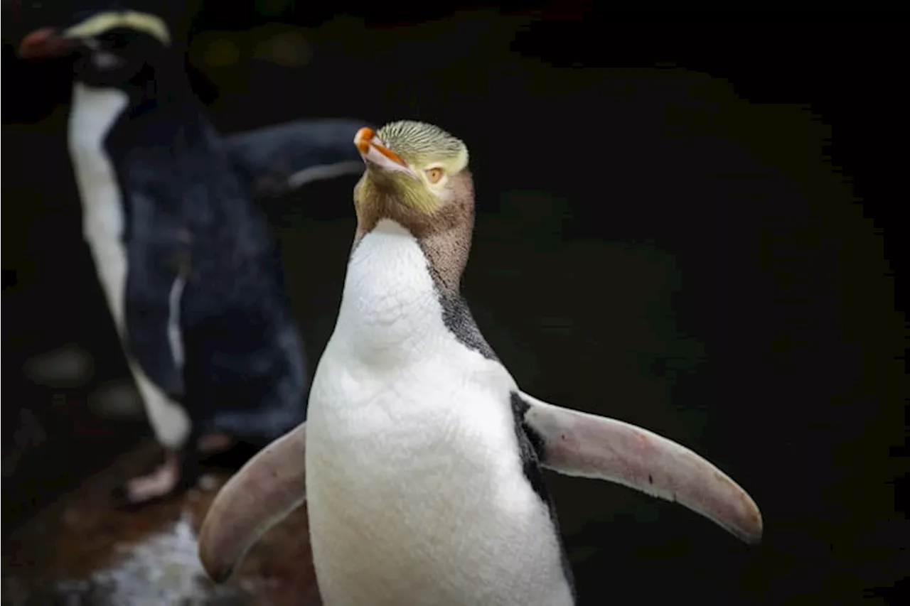 A shy penguin wins New Zealand's bird election after campaign filled with memes and tattoos