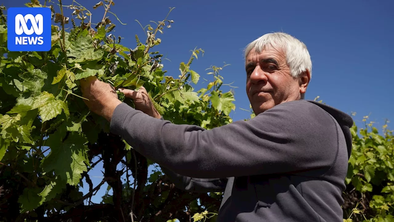 Grape growers in SA's renowned wine region counting losses from frosts