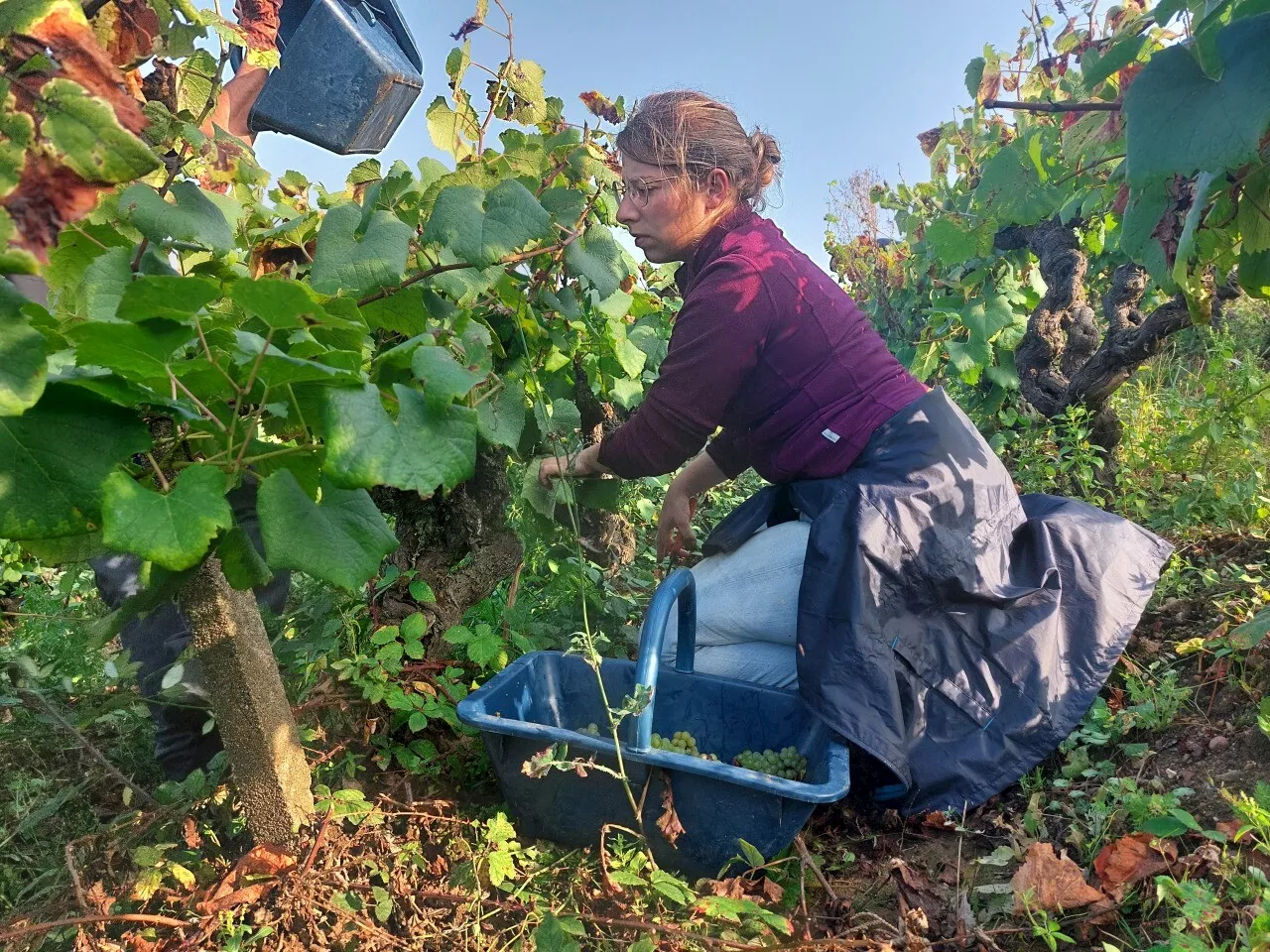 Le Ban des Vendanges du Muscadet Fixé au 7 Septembre, malgré le Débat