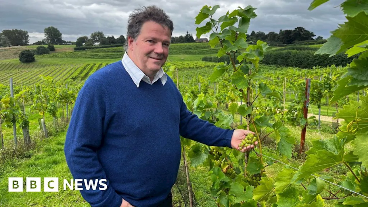 Gloucestershire vineyards finding wet weather 'a challenge'