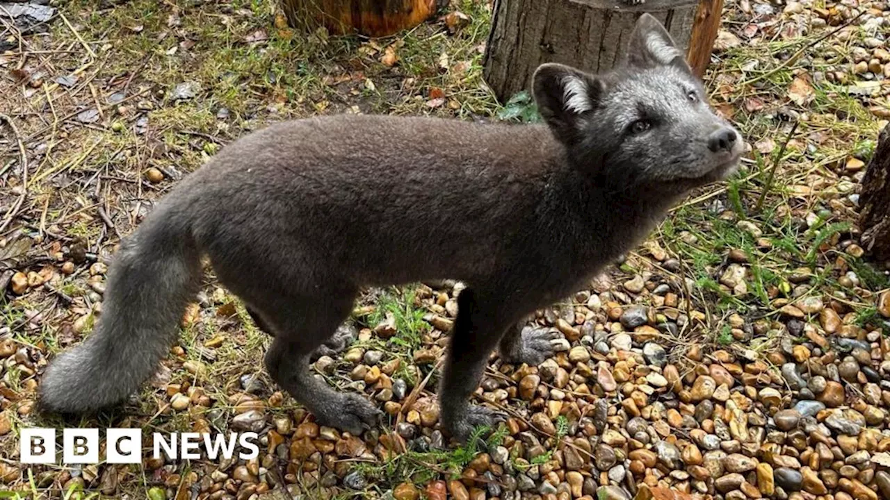 Herne: Arctic foxes born in Kent wildlife park