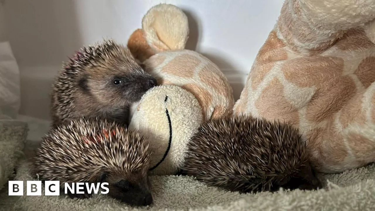 Reading Festival Towels Find New Life Helping Wildlife