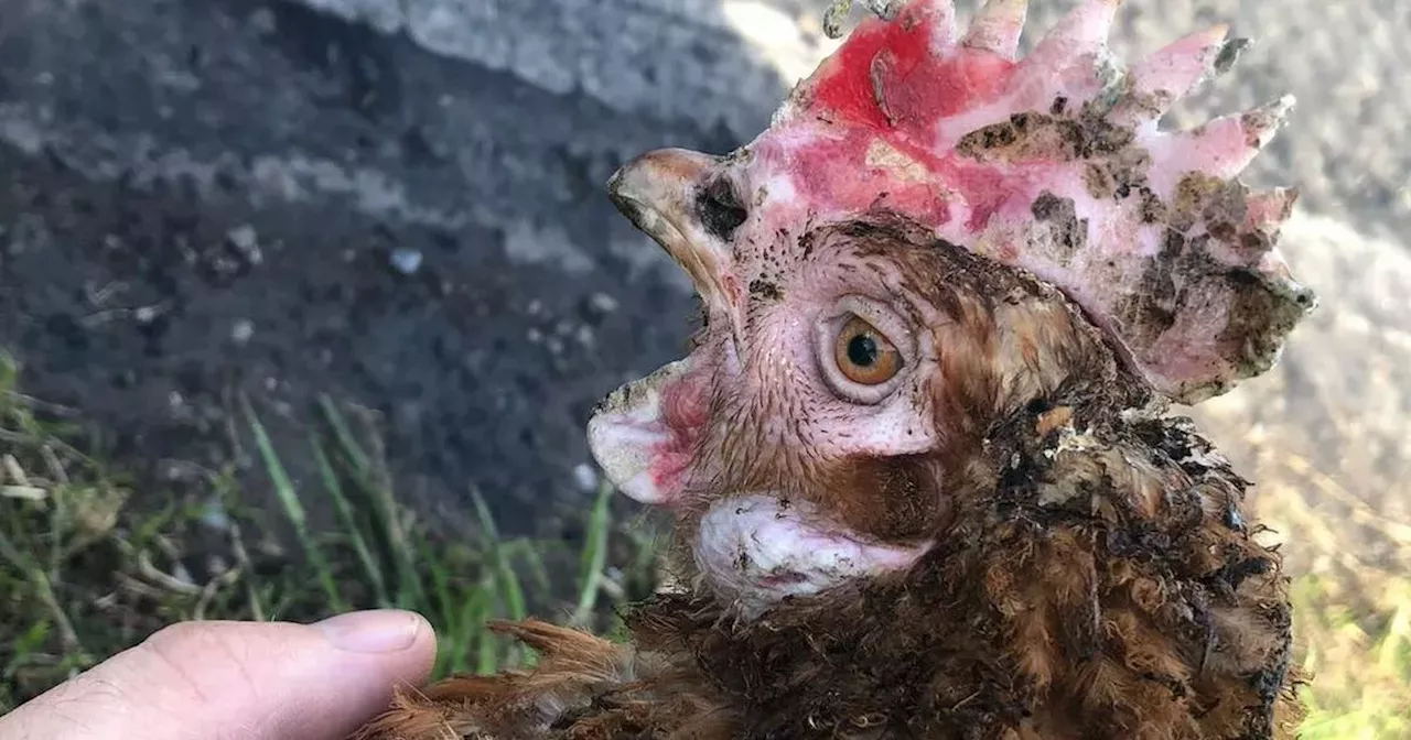 NI livestock lorry fire latest as over 40 hens saved and fundraiser launched