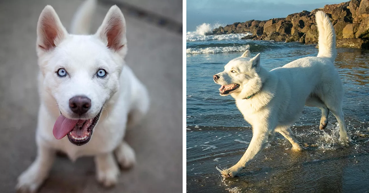 Despite His Rare Disability, This Dog's Unique Prance Captured Hearts Worldwide