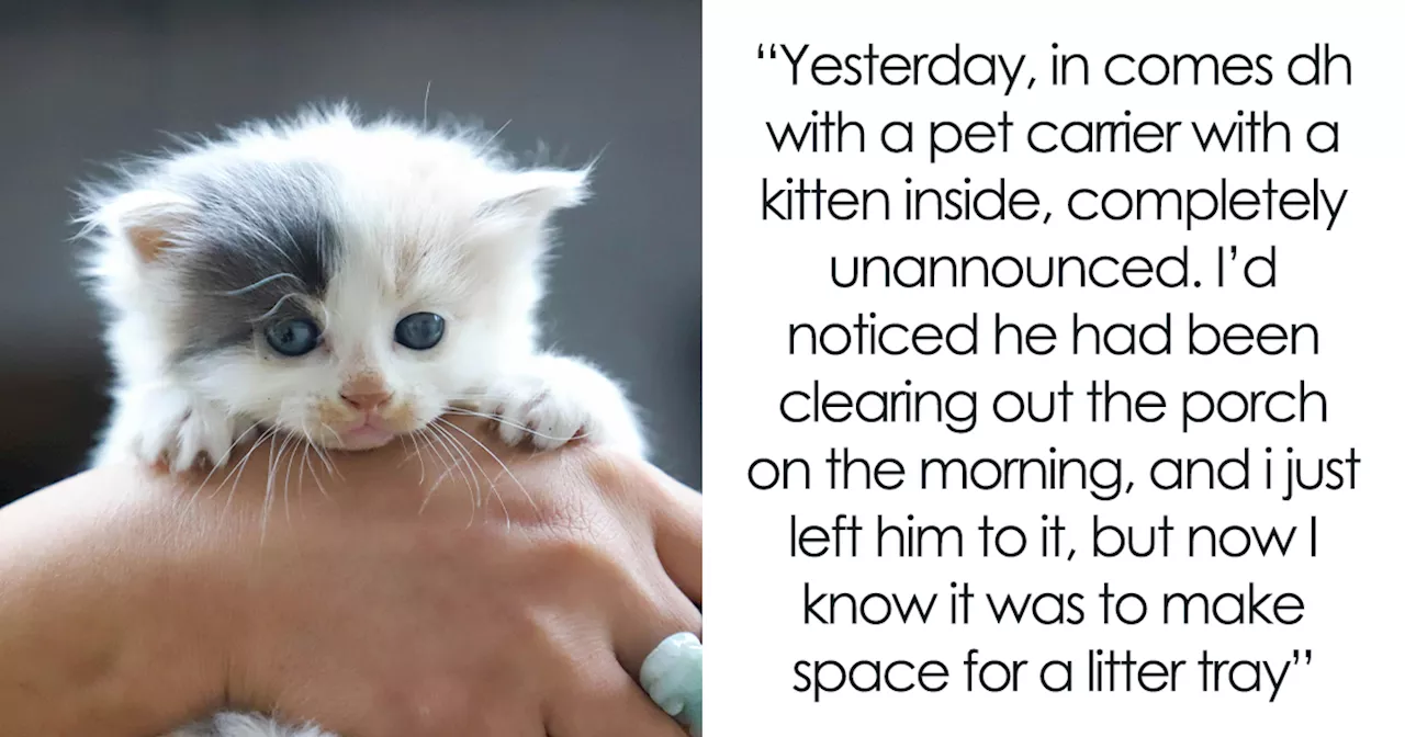 Husband Makes A Selfish Decision To Bring A Kitten Home Without Considering His Family's Feelings