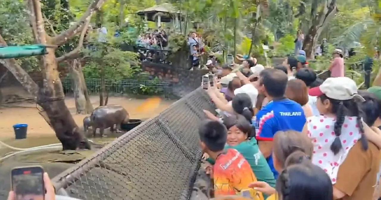 Viral Baby Hippo Moo Deng's Meet-And-Greet Hours Cut After Zoo Visitors' Disruptive Behavior