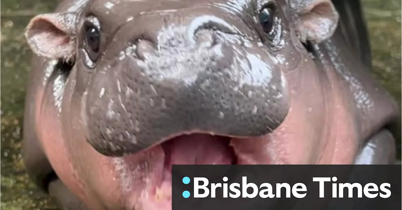 Adorable baby hippo goes viral, but some zoo visitors are unkind to little Moo Deng