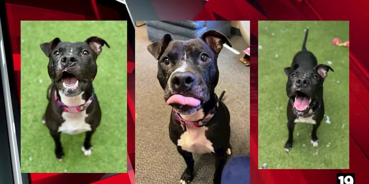 Dog who suffered bites waits 2+ years to be adopted from Summit County shelter