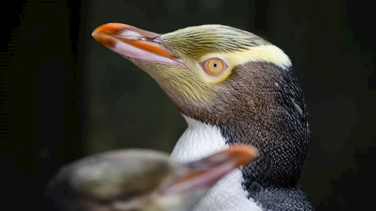 A shy penguin wins New Zealand’s bird election after campaign filled with memes and tattoos