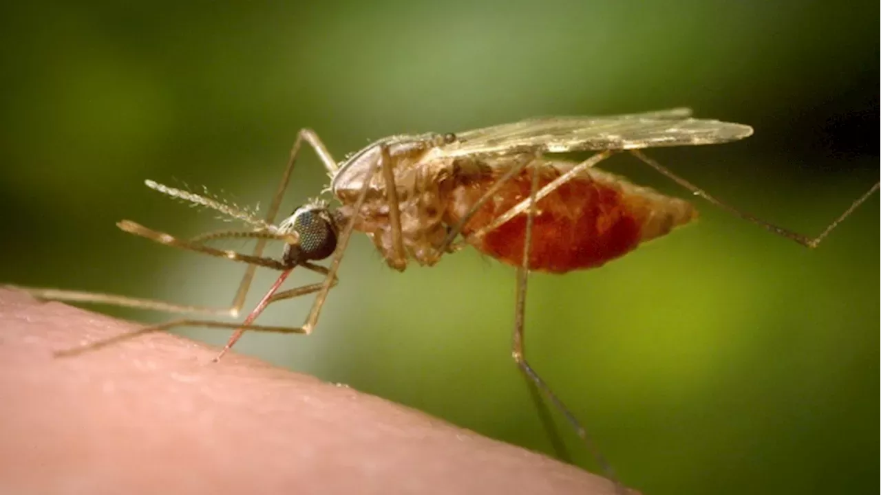 Vaughan sees first case of West Nile Virus in 2024 | Canada | Head Topics