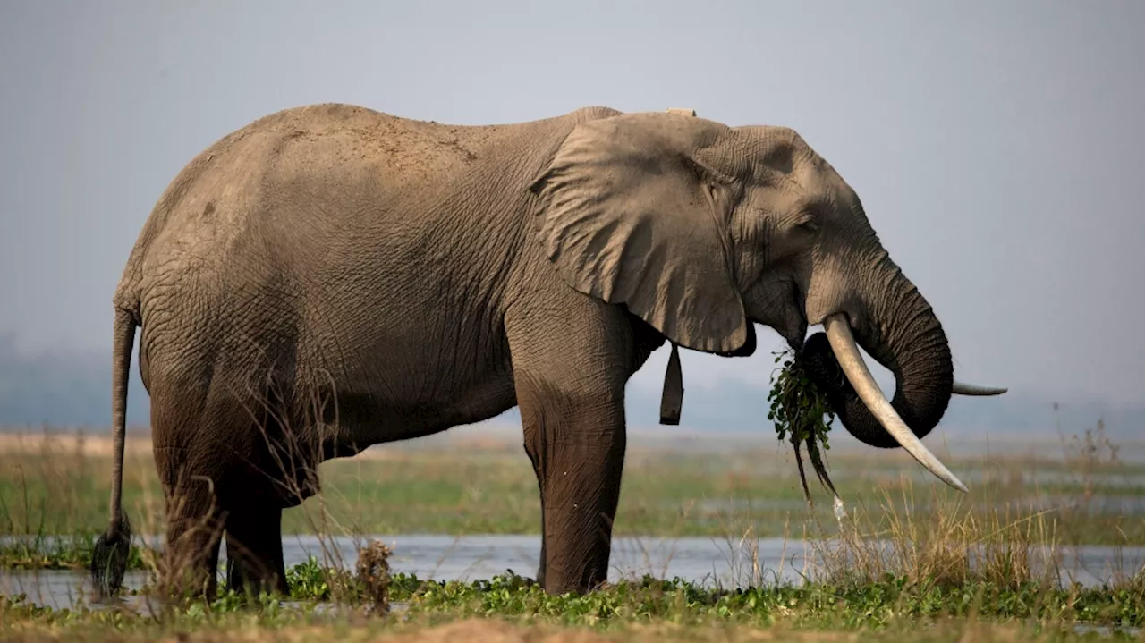 Zimbabwe to cull 200 elephants to feed citizens left hungry by drought