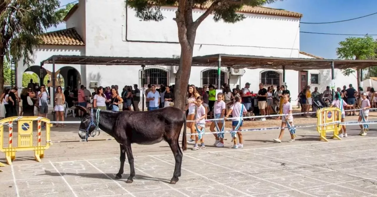 'Strangest thing in Benidorm' where you can win big money by watching donkey poo