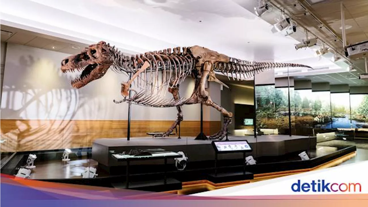 6 Fakta Tentang Sue Si T-Rex, Fosil Dinosaurus yang Paling Terkenal