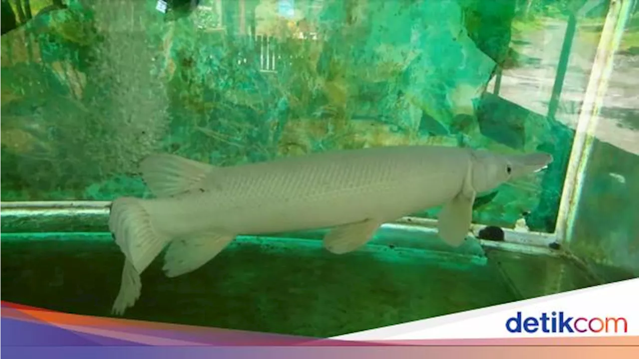 KKP Ungkap Alasan Ikan Aligator Gar Dilarang Dijual dan Dipelihara