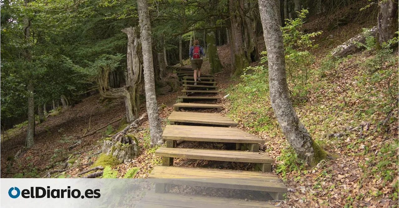 Una ruta de senderismo que atraviesa un bosque milenario perfecta para una escapada de otoño