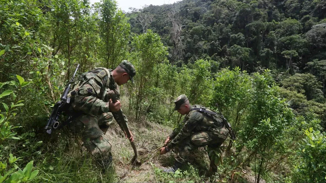 Gobierno de Estados Unidos mantiene la certificación de Colombia en la lucha contra las drogas