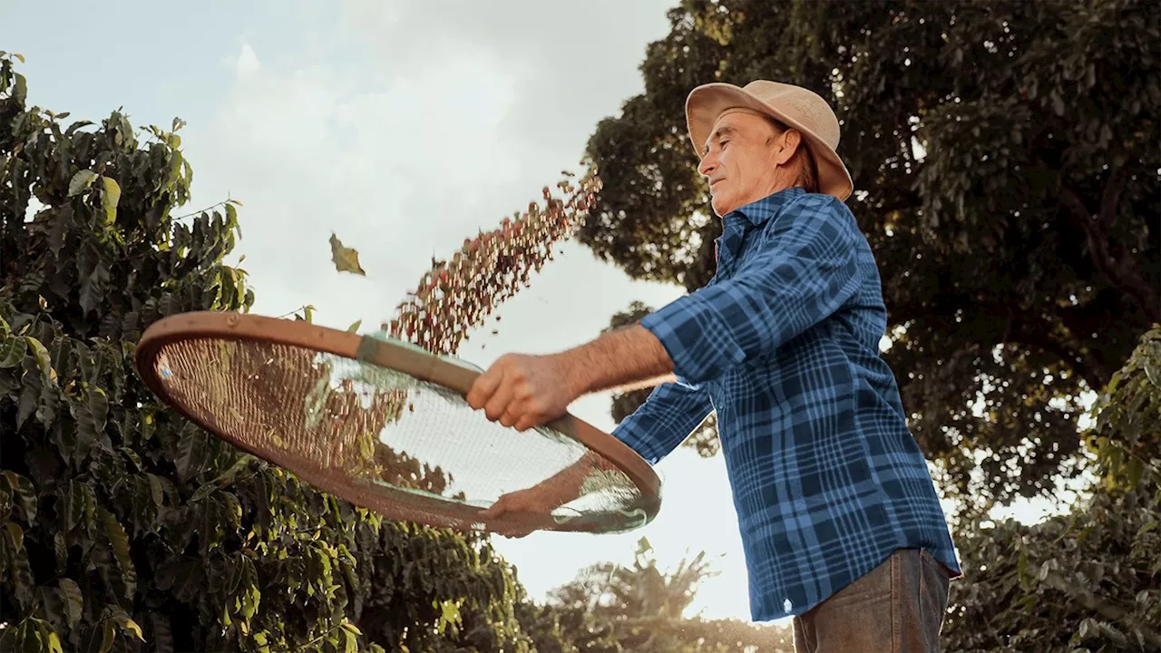 Produção de café enfrenta desafios no Brasil com adversidade das condições climáticas