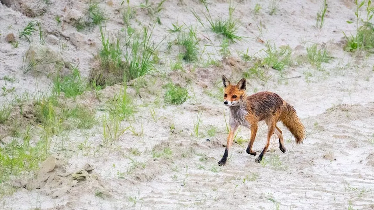  So verhalten sich Wildtiere bei Dauerregen