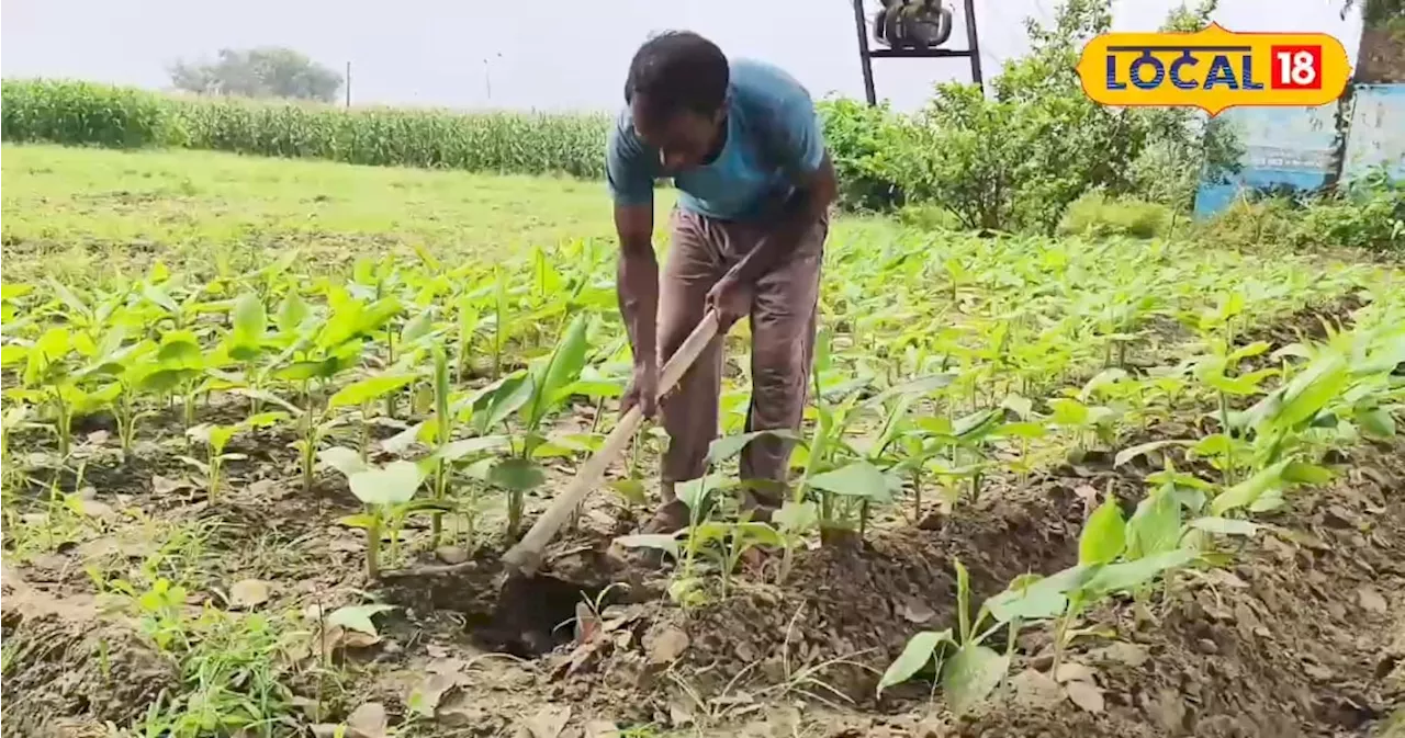 कमाई के मामले में 'बाहुबली' है यह फसल, कम लागत-मेहनत में बना देगी लखपति, खाद भी होगी मुफ्त