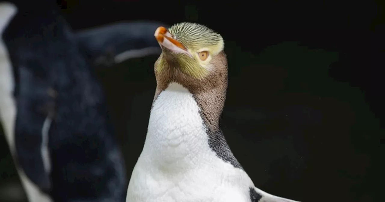 Smelly Penguin Wins New Zealand's Coveted Bird Of The Year Award