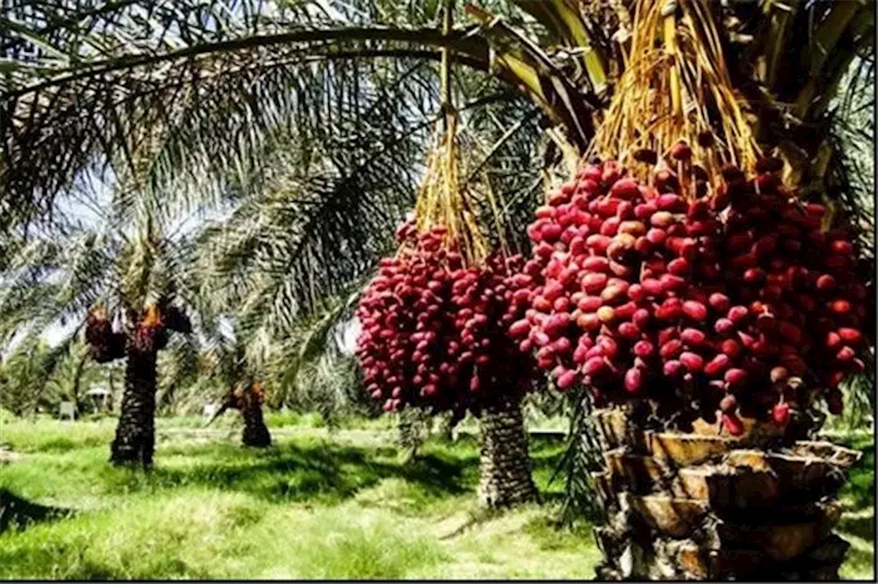 برداشت ۵ هزار تن خرما از نخلستان‌های بافق