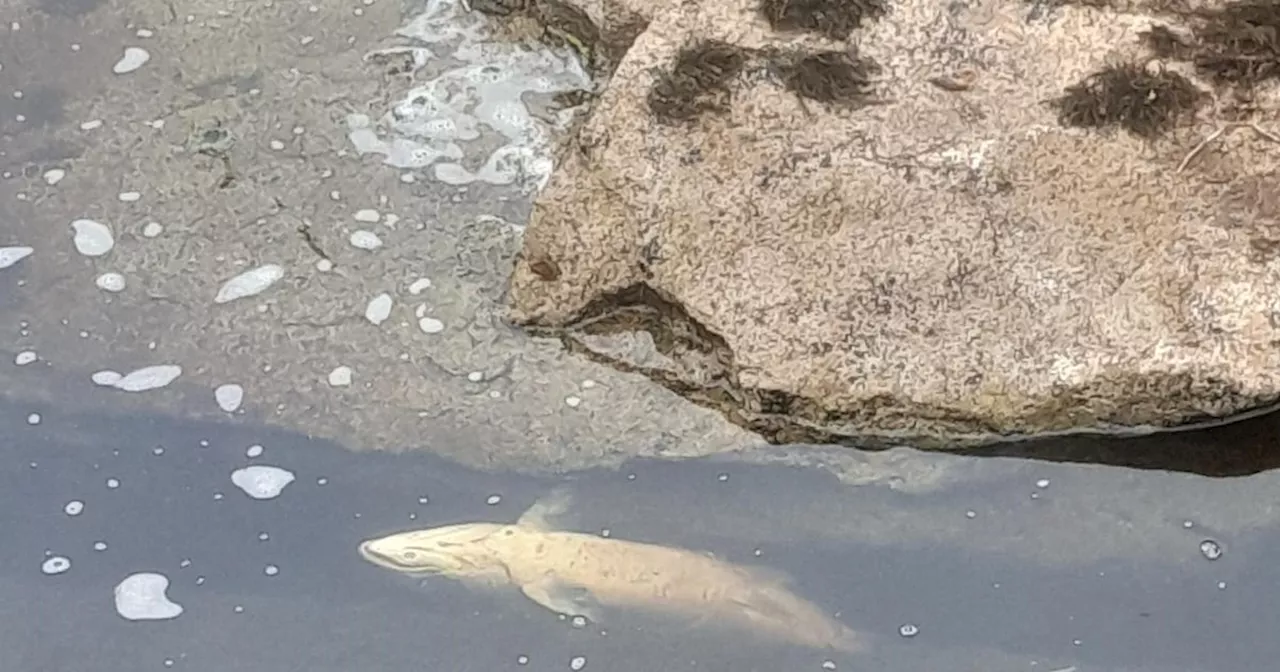 Investigation into death of nearly 1,100 Sligo wild salmon finds no specific cause