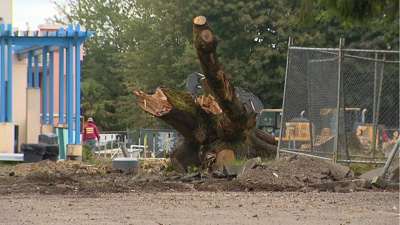 South Park residents fight for tree canopy amid neighborhood renovations