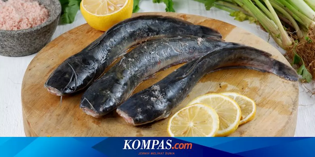 Apakah Ikan Lele Aman untuk Penderita Asam Urat dan Kolesterol?