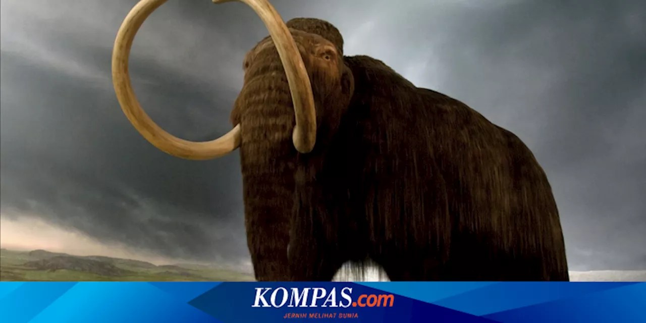 Mengenal Gajah Purba Mammoth, Apa Bedanya dengan Gajah Modern?