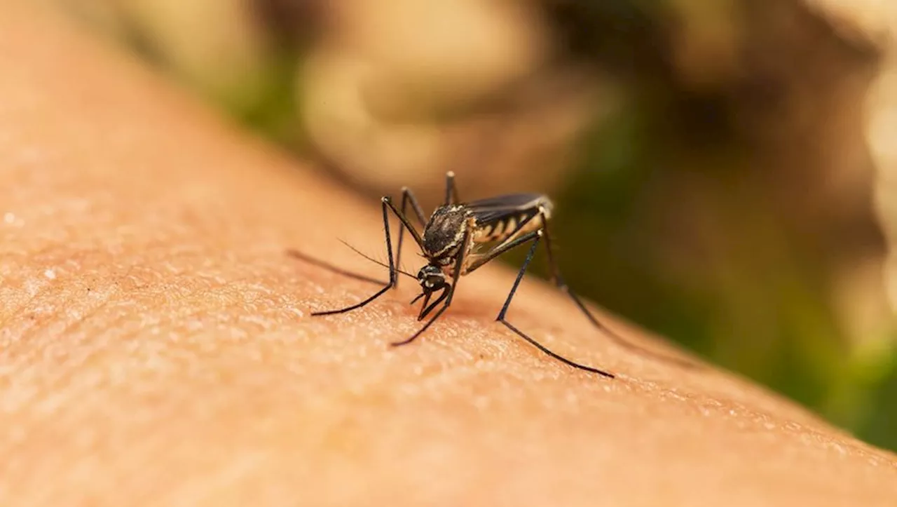 Dengue : des moustiques tigres infectés détectés en France, quelles conséquences ?