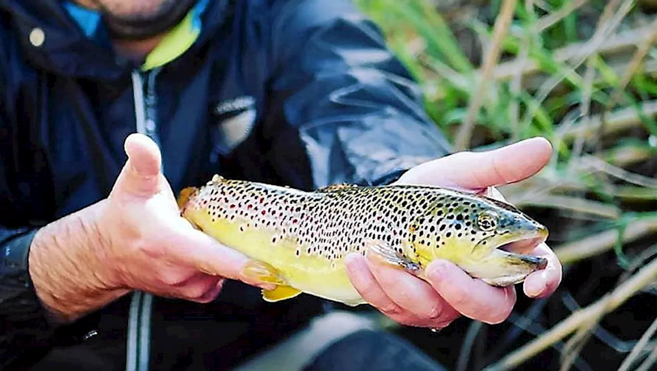 Fermeture de la pêche à la truite : les AAPPMA s'activent pour améliorer l'habitat