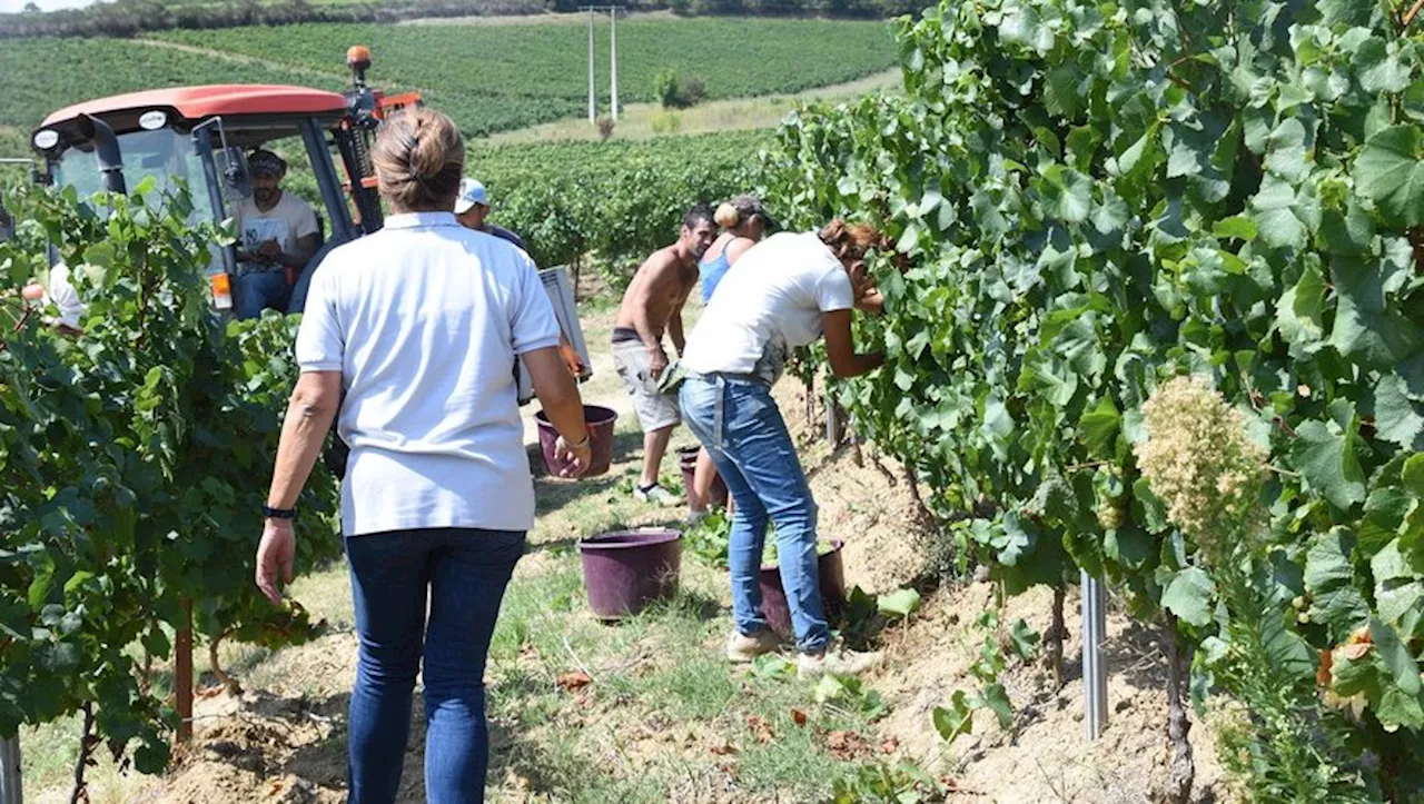 Les vendanges 2024 dans le Limouxin : une récolte catastrophique