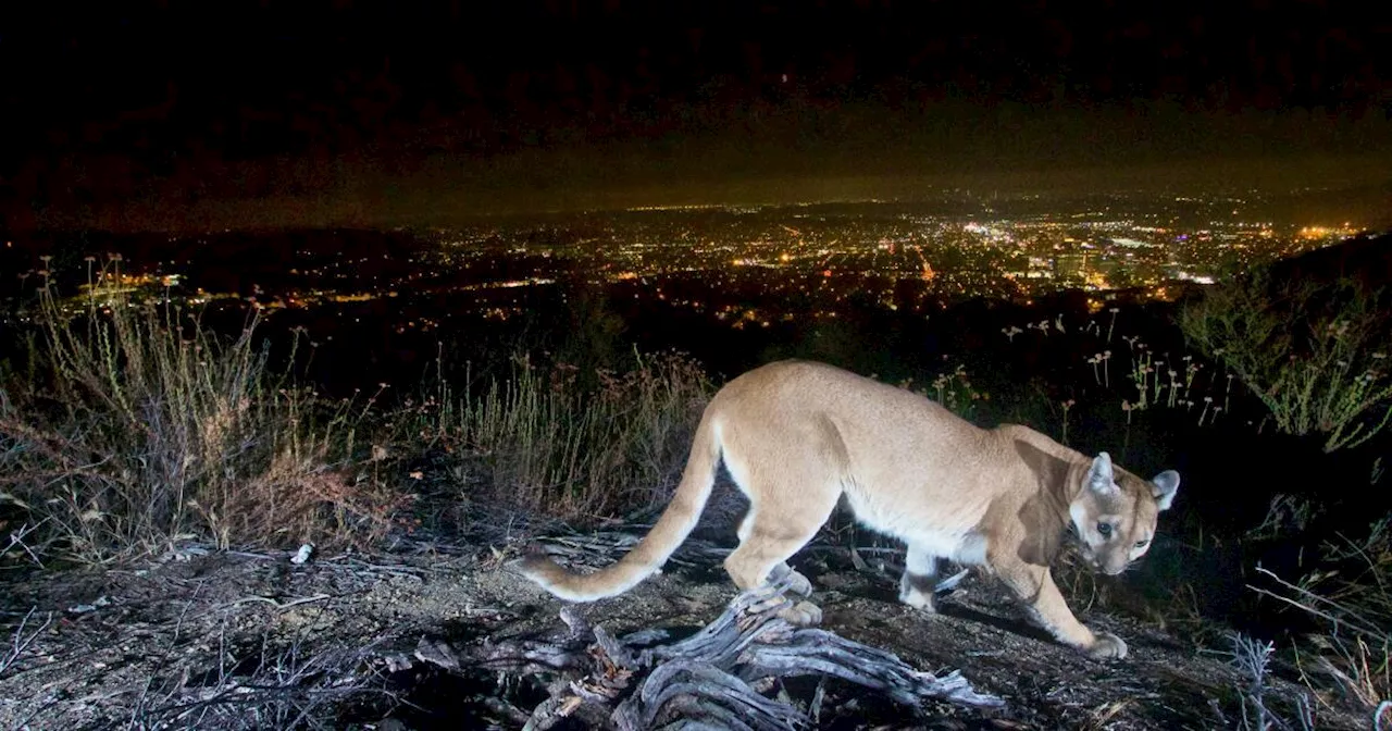 Underweight Mountain Lion That Attacked Boy in Malibu Creek State Park Was Killed