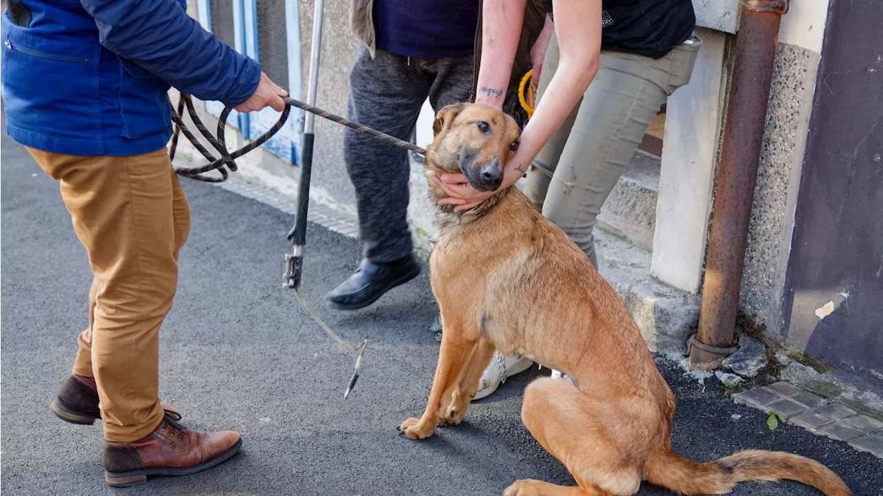 Cinquante-neuf chiens, des chats et des cochons d’Inde découverts dans une maison à Calais