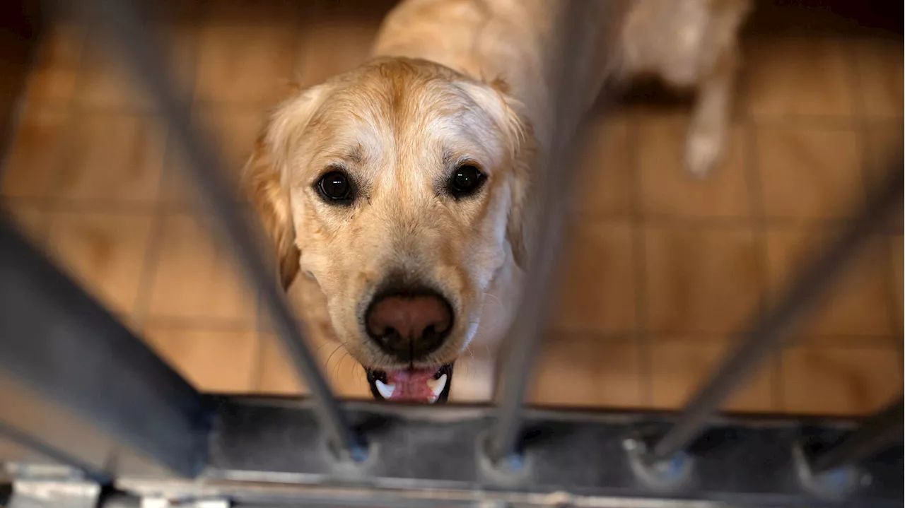 La SPA déplore un nouvel été « critique » après 8 000 abandons d’animaux en deux mois