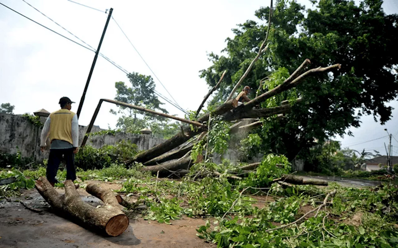 Musim Hujan, Warga Tangerang Diimbau Waspada Pohon Tumbang