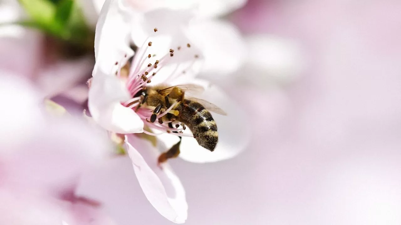 I fiori progettano i loro petali per attrarre le api