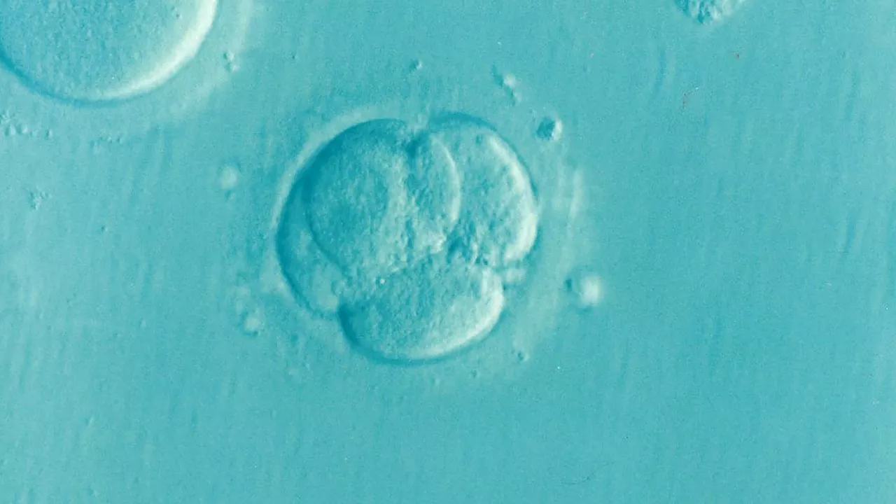 IVF: Chances of successful pregnancy are the same with embryo transfer on day three or five, study finds