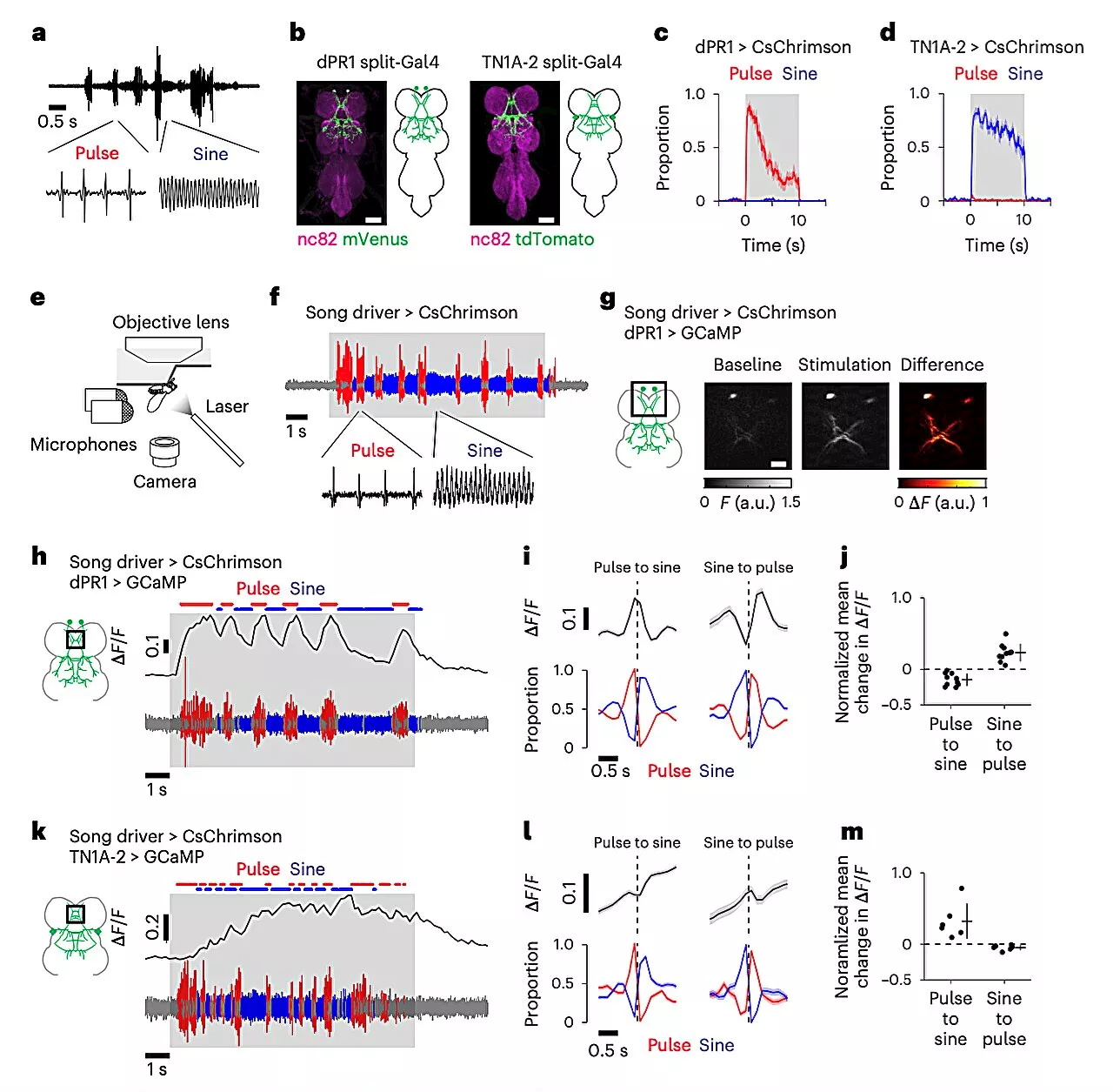 Nested premotor circuits activity found to drive male flies' production of distinct courtship songs