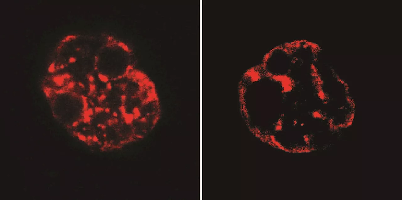 New study provides insights into DNA organization during embryonic development