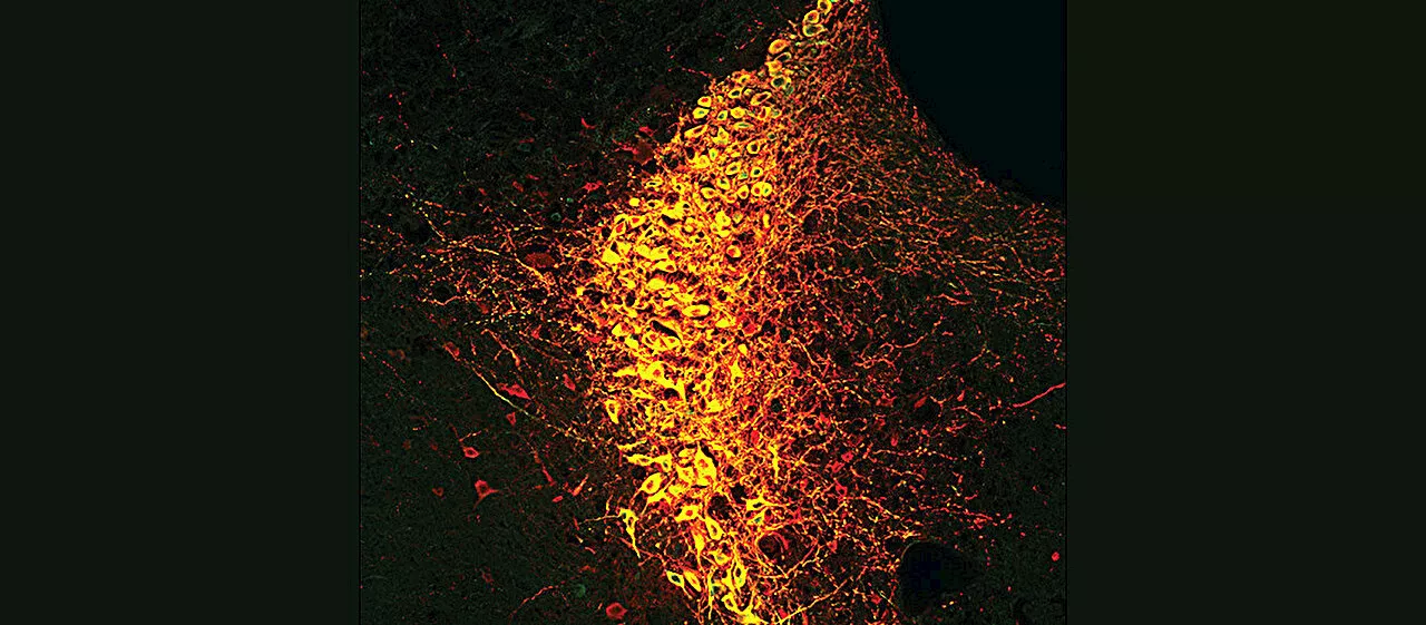 The brain's state of attention is shaped by a handful of neurons, study shows