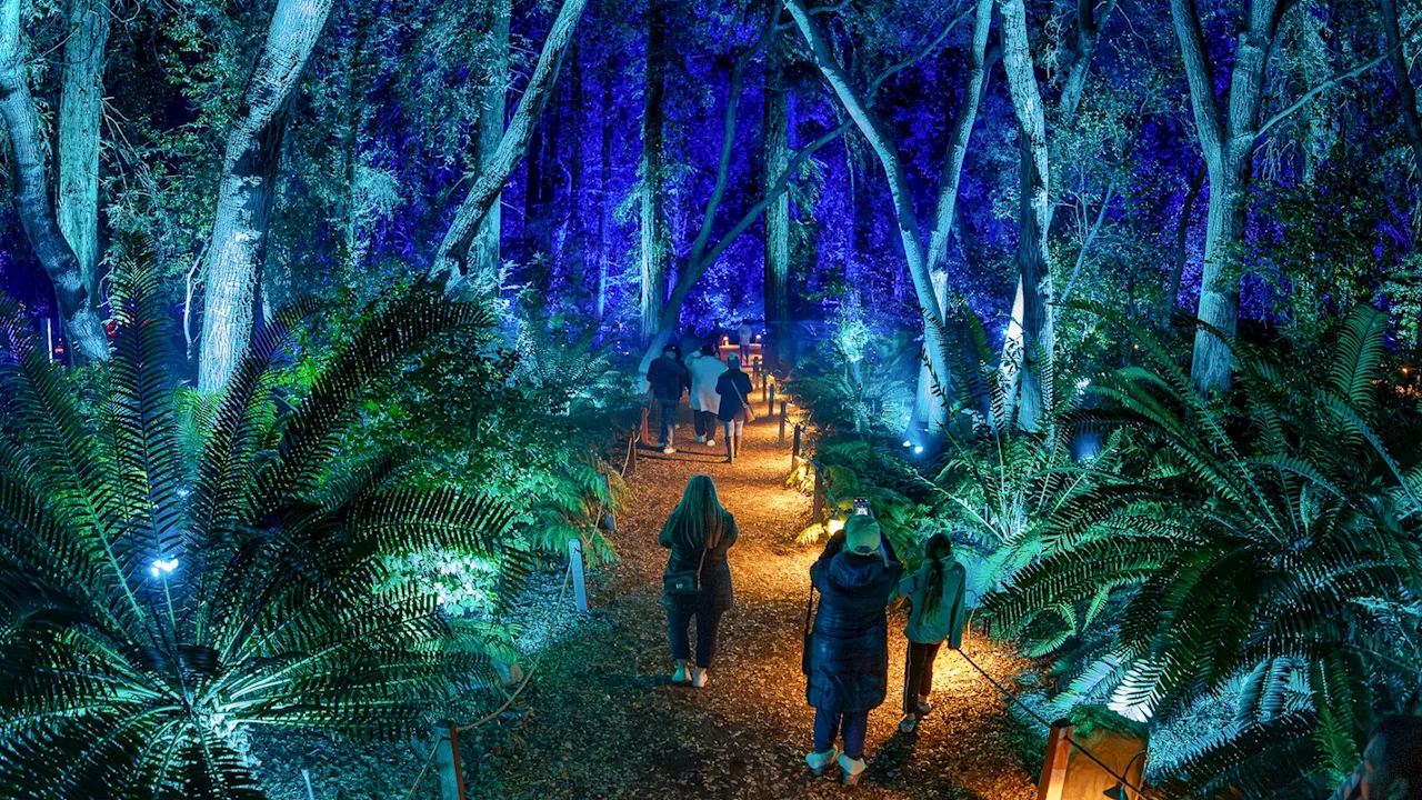 Roam a garden full of glow: ‘Enchanted' tickets are going on sale