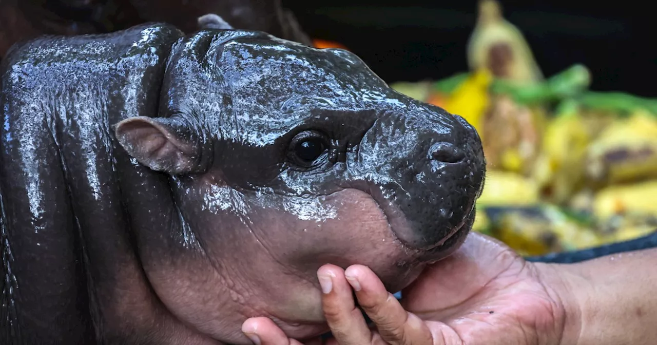 Moo Deng, celebrity baby pygmy hippo, has Thailand zoo worried